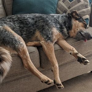 Meet your Posher, Joe